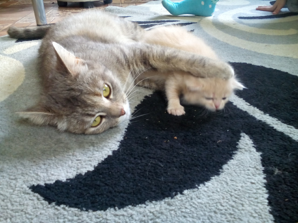 Кнопка с котёнком