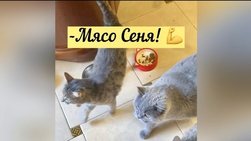 У Сени сегодня праздничный ужин 😽 Мясо 💪