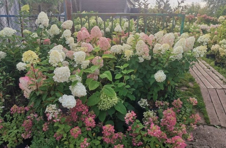    Сколько цветет гортензия и может ли обрезка запустить повторное цветение в августе