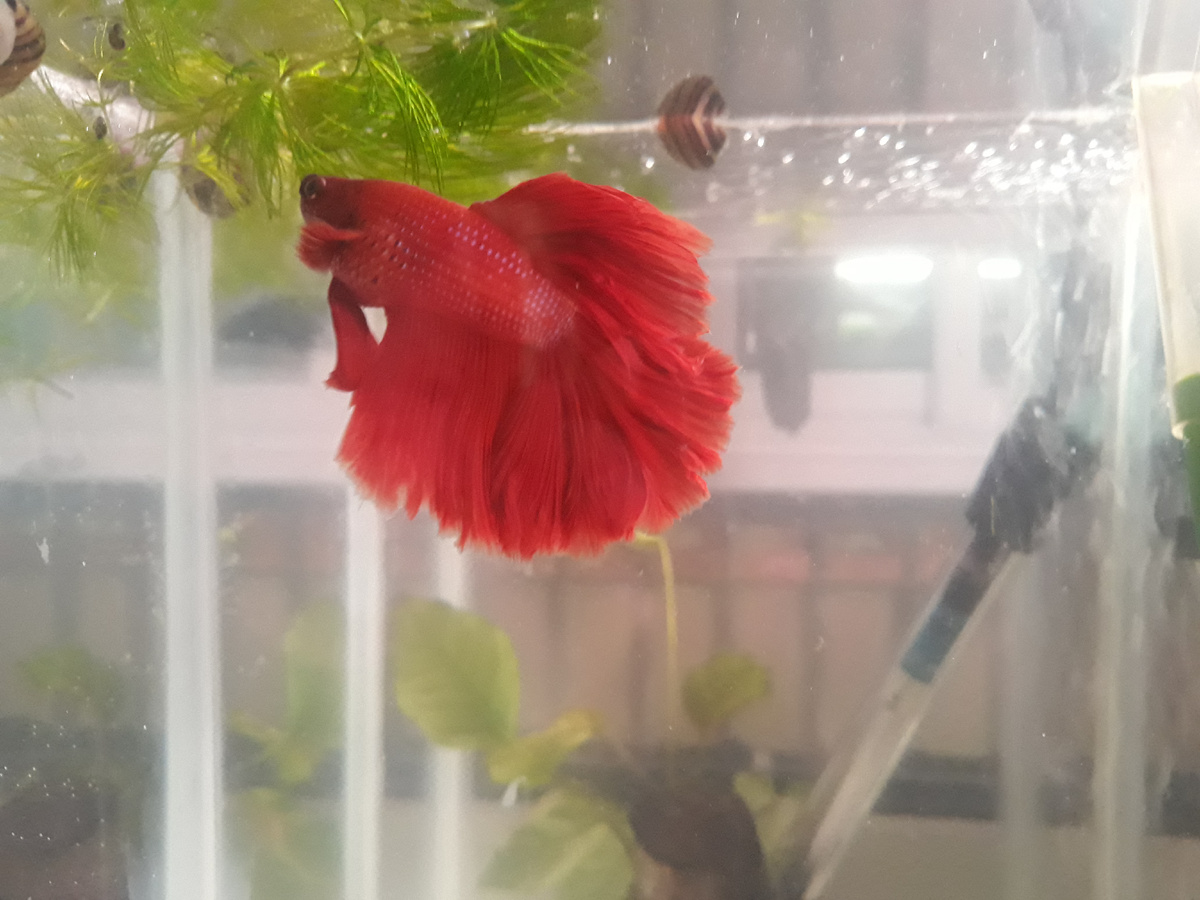Сиамский петушок или Бойцовая рыбка (лат. Betta splendens).