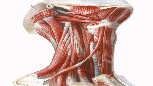 Почему шейный отдел ключевой? Три упражнения на Основание