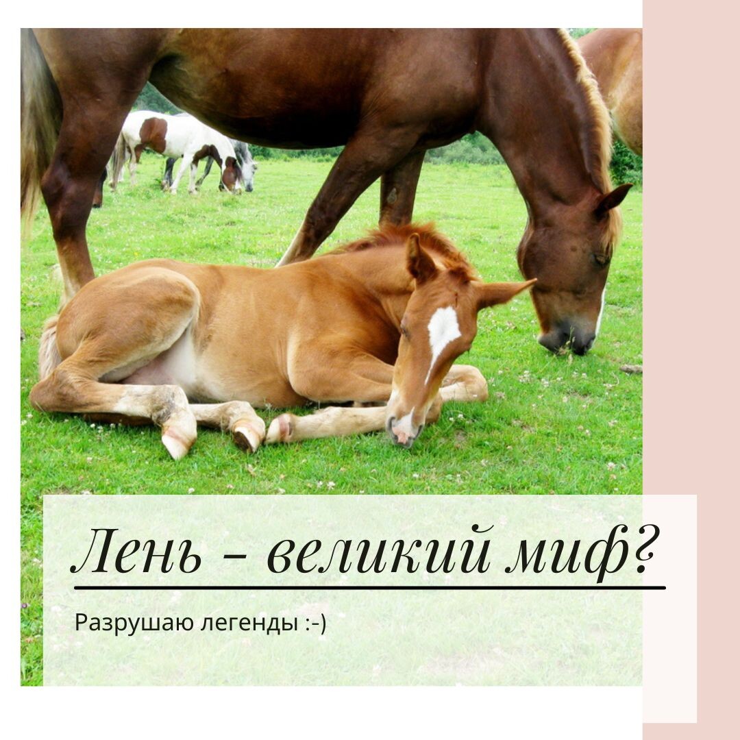 Фото: лени не существует, прокрастинация - зачем нужна, психолог Екатерина Кастрицкая
