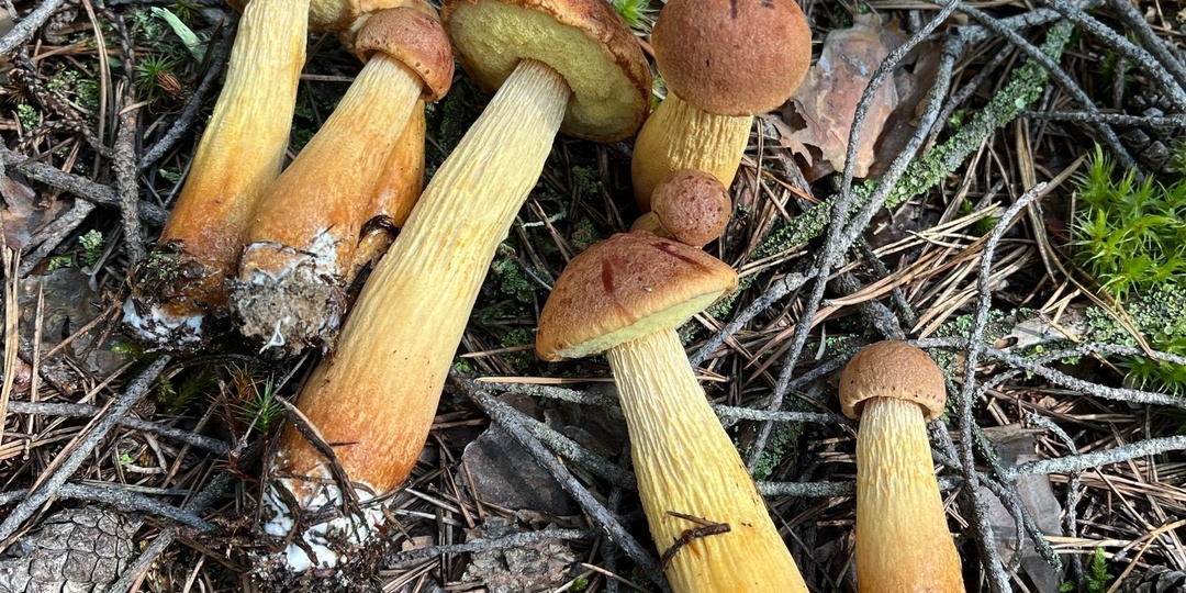 Канадский гриб-переселенец уже в Подмосковье! Присмотритесь, может и вы встречали