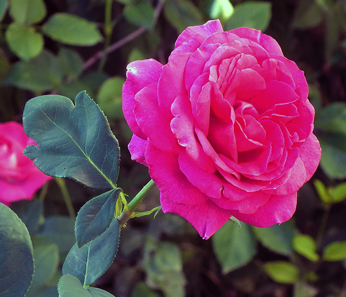 фото Дмитрия