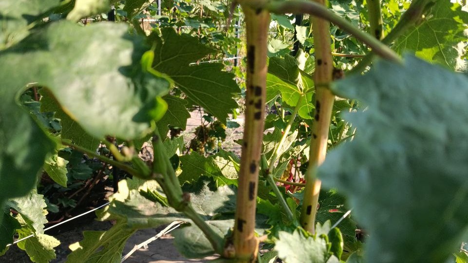 Об этом знают далеко не все - "Азбука Морзе" на виноградной лозе