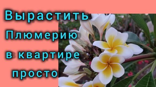 Пикирую плюмерию за 3 минуты, следующий этап - шикарное цветение. Выращиваем вместе