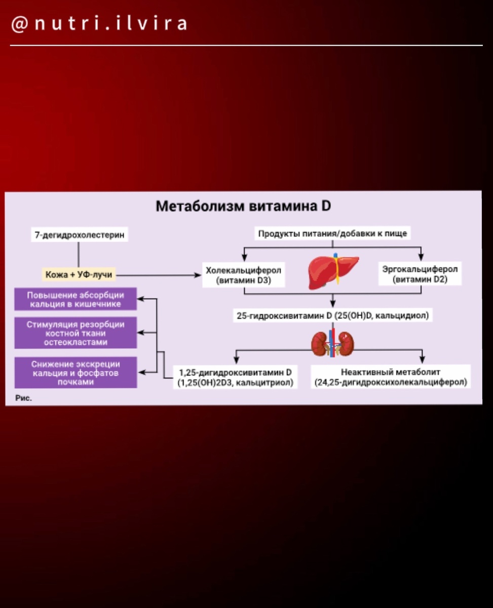 Метаболизм витамина Д. 