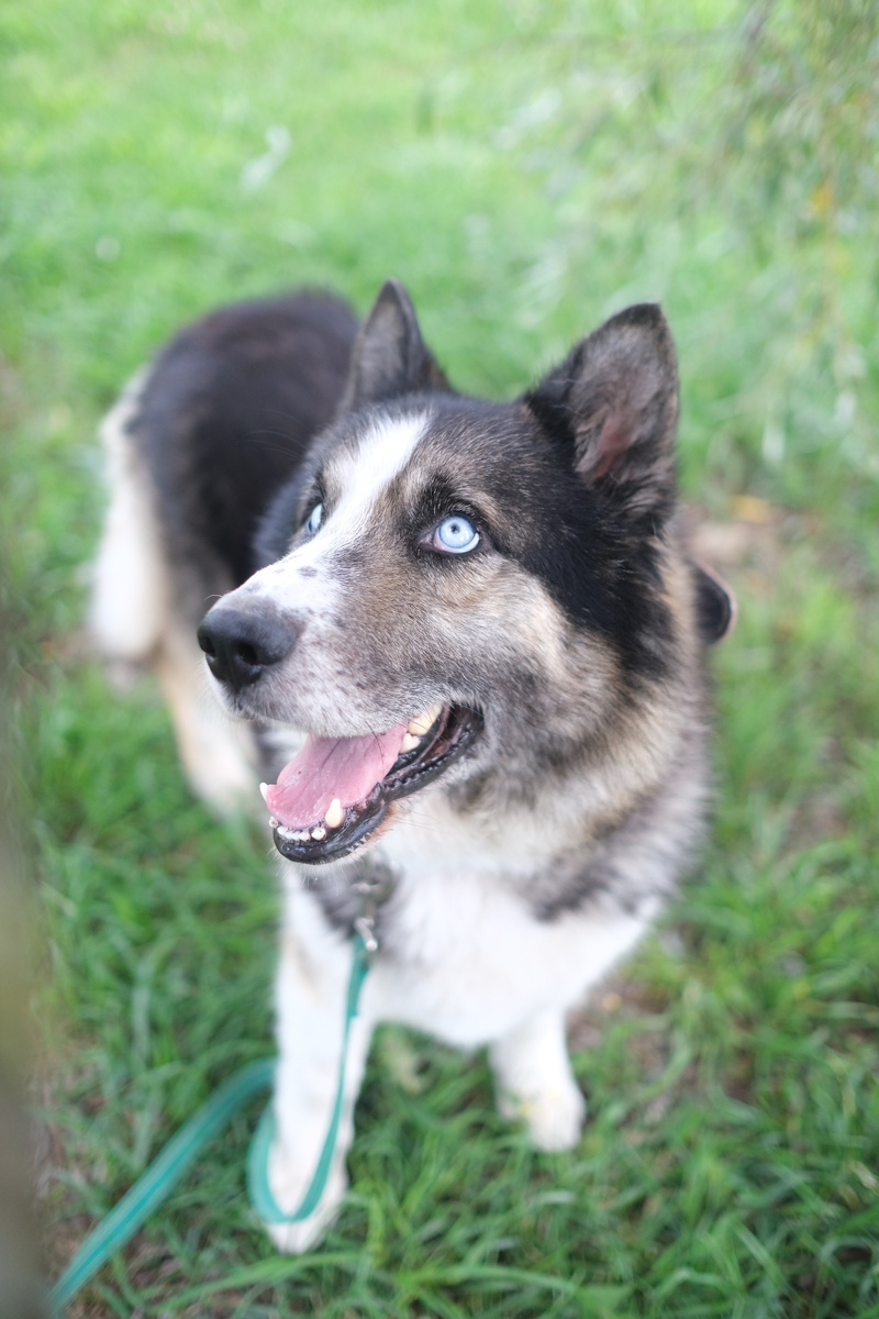 Пес по имени Джармуш приют Супер собака 
