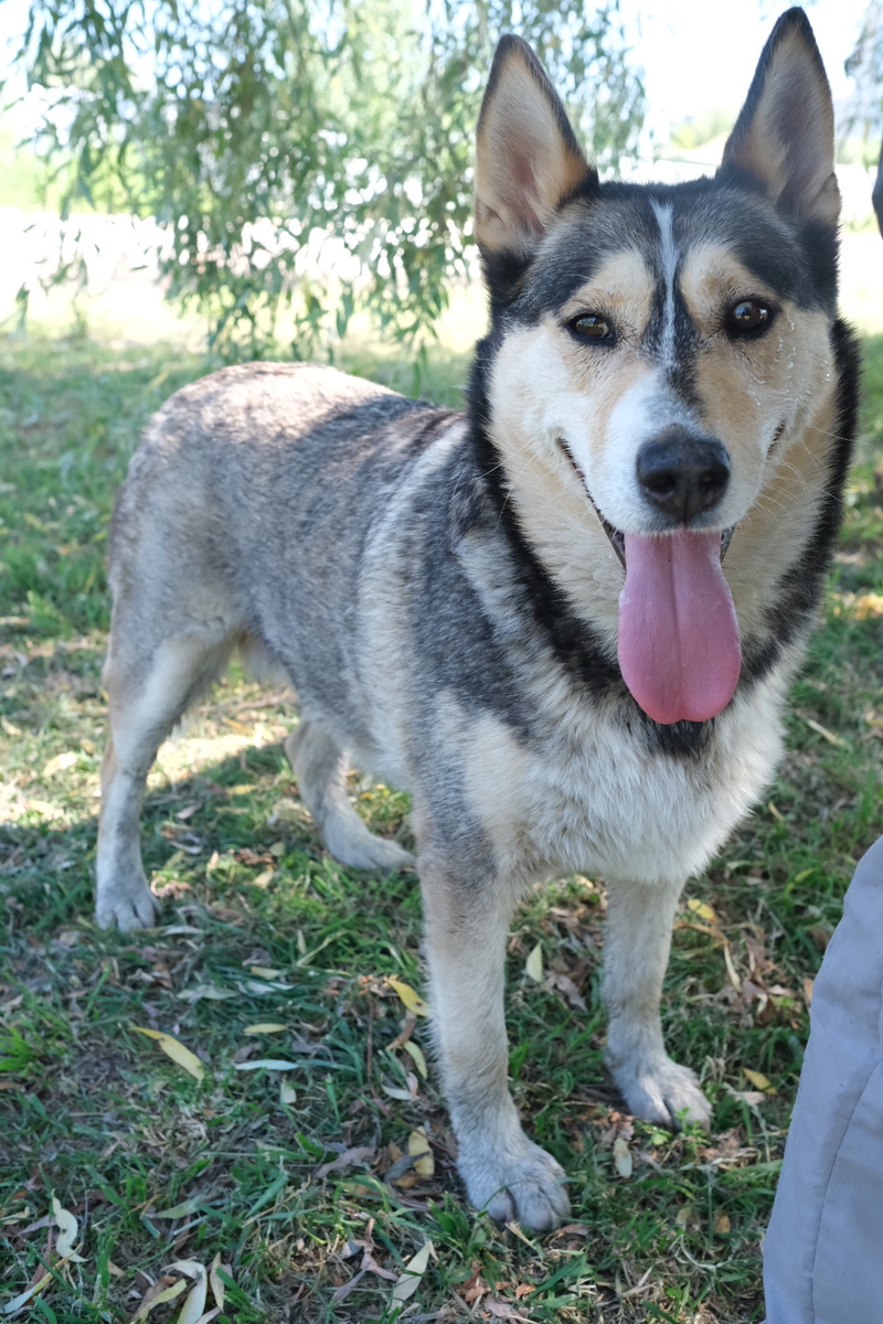 Собака по имени Астрид приют Супер собака 