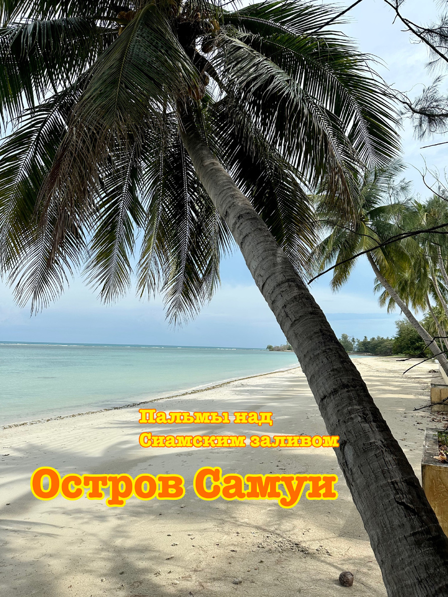 Пальмы над Сиамским заливом в Таиланде.