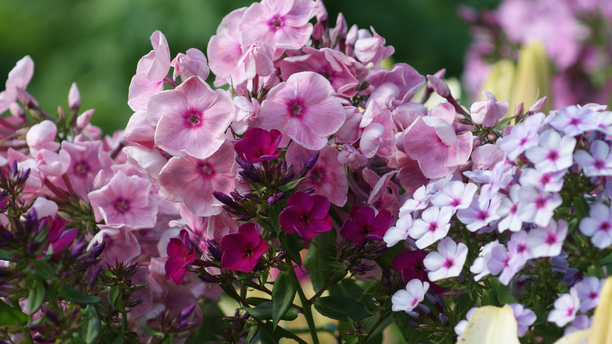 Флоксы Совершенство, Ялтинская ночь, Вечерница