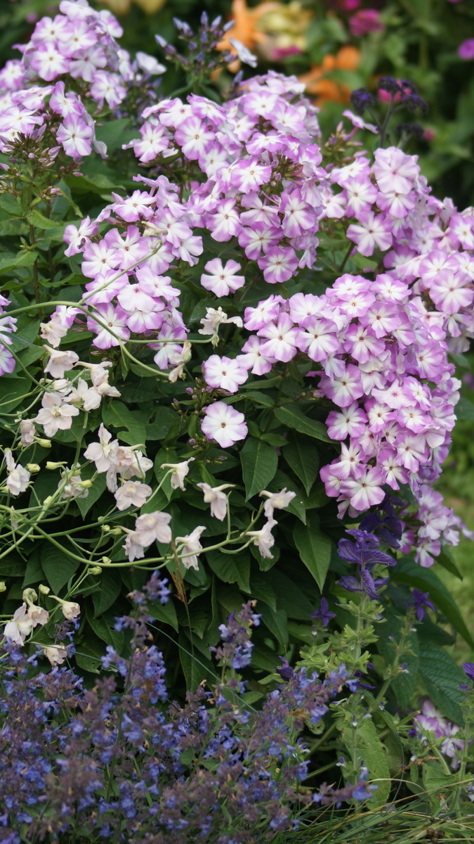 Лунный камень