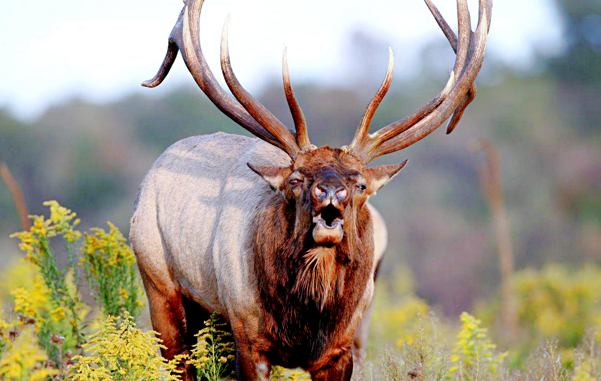 Лат. Cervus elaphus subspp, фото: emaze.com