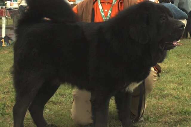    Тибетский мастиф.