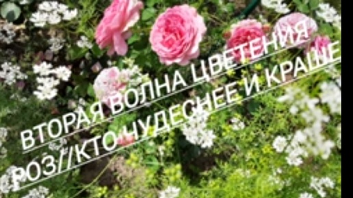 16.#Розы пошли на вторую волну цветения//Кто чудеснее и краше//20.08.24🌹🌹🌹