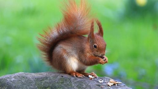 ♻️ Невероятная милота 😍 | Очень хорошенький 😘 Бельчонок 🐿️ сидя на камне 🧊 ест Орешки 🌰