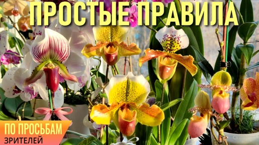 ОРХИДЕЯ ПАФИОПЕДИЛУМ / ВЕНЕРИН БАШМАЧОК! ORCHID PAPHIOPEDILUM! ДЛЯ ЦВЕТЕНИЯ СОБЛЮДАЙТЕ ПРОСТЫЕ ПРАВИЛА! УХОД, СУБСТРАТ, ПОЛИВ БАШМАЧКОВ!