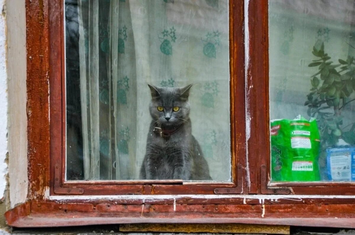    Жителям Камчатки предлагают взять в аренду кота-сейсмографа