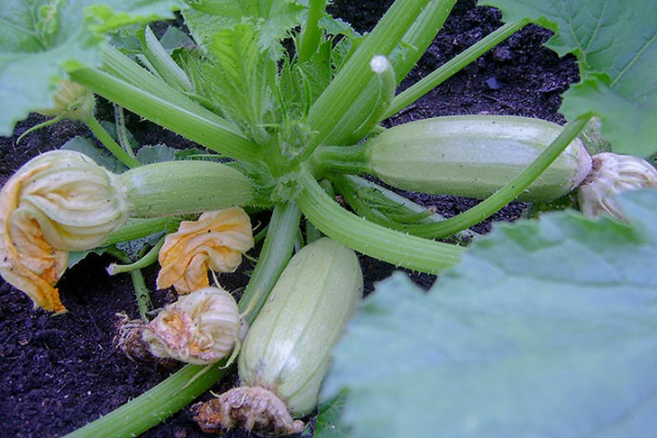    Фото Андрея Заржецкого