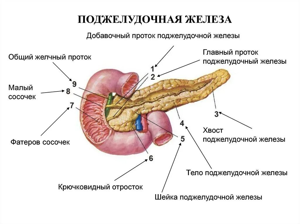Анатомически в ней выделяют головку, шейку,тело и хвост.