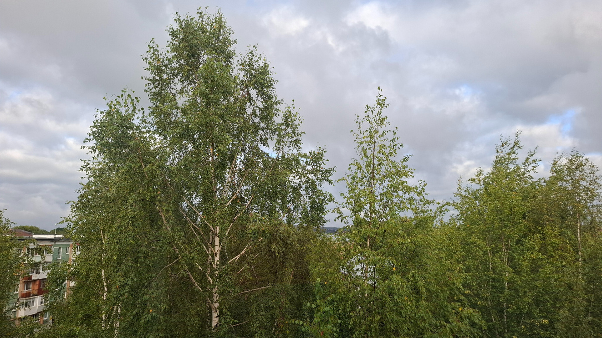 А лист на березе начинает желтеть.