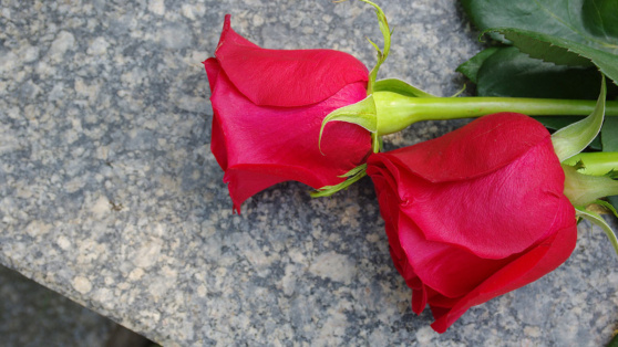    Какой сегодня день: 21 августа – Международный день памяти и поминовения жертв терроризма Андрей Бурков