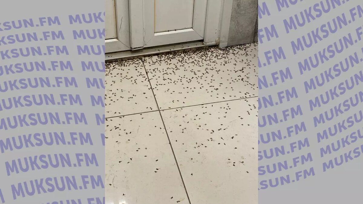     Источник: ПП Пыть-Ях