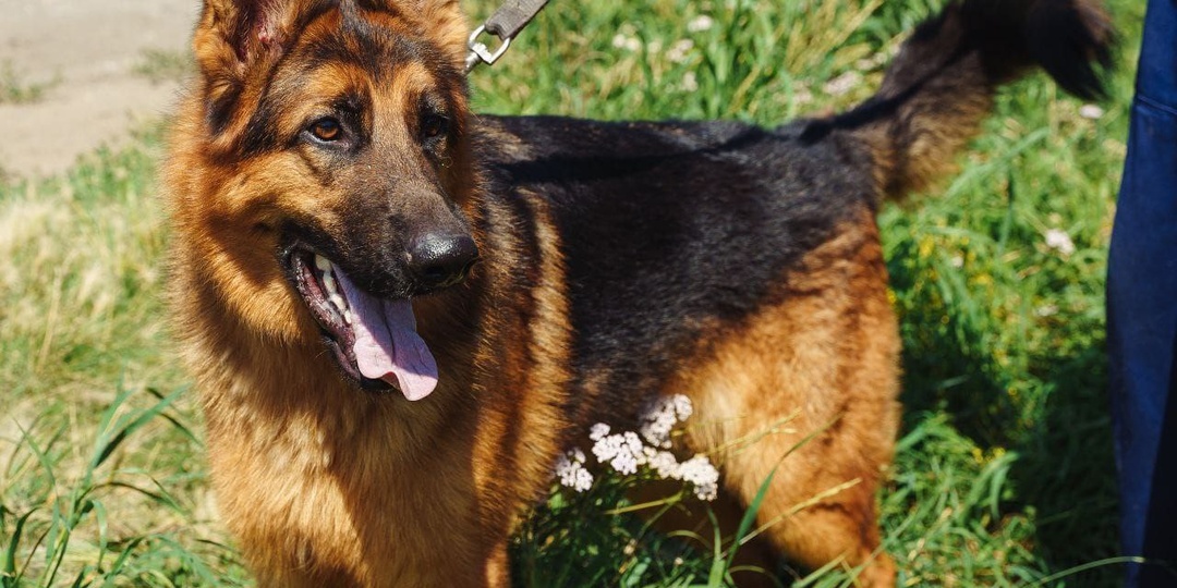 Хочет почувствовать себя нужным и желанным питомцем!