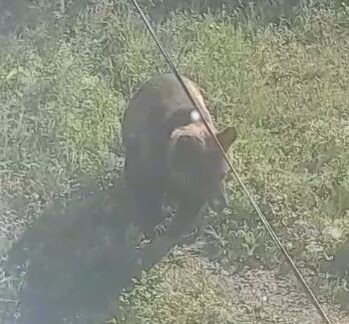    Фото: скриншот из видео охотуправления Амурской области