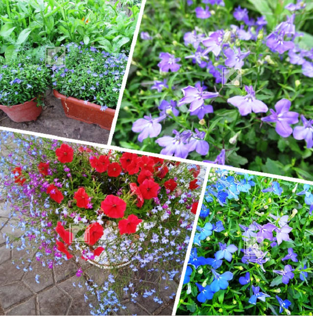 коллаж из фотографий автора