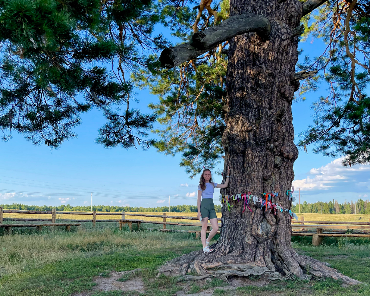 Священная сосна в Чабишуре Увинского района