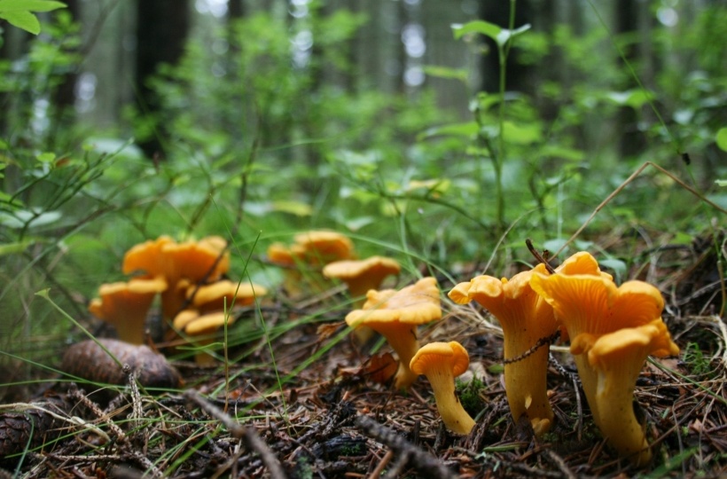 За сбор грибов можно получить серьезный штраф