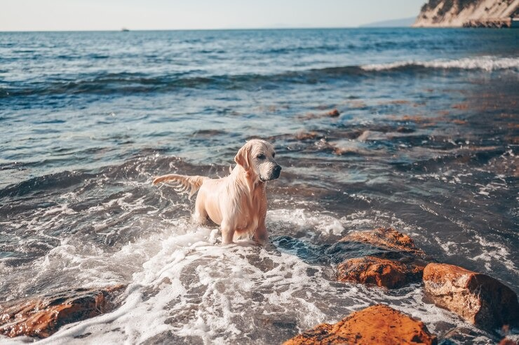 Фото: ru.freepik.com