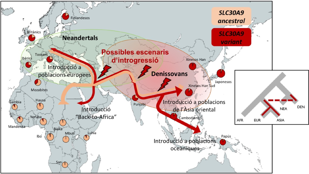 Распространенность денисовского (красный) варианта гена SLC30A9. Источник изображения: upf.edu