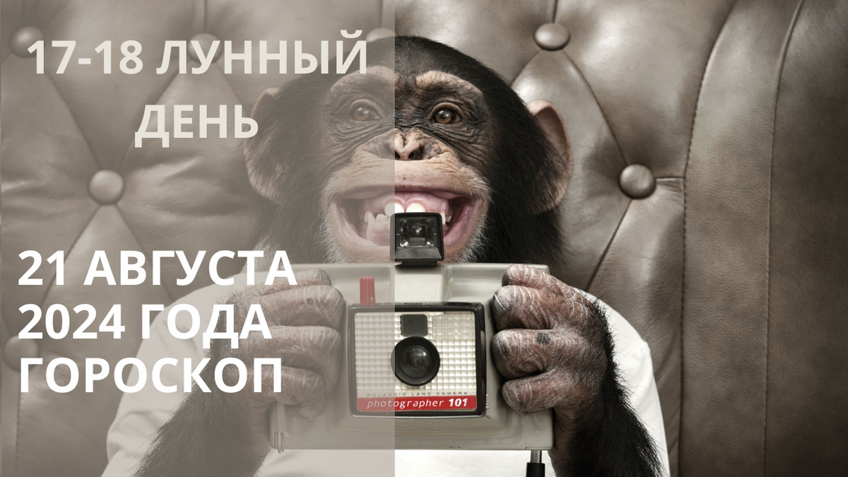 Обезьяна с фотоаппаратом. Фото baldezh.top