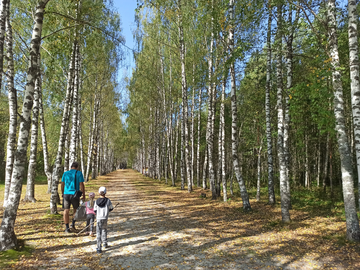 Березовая аллея до озера. В будние дни с утра здесь мало людей. 