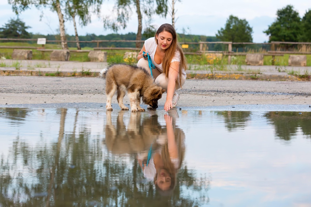    Идеальное решение, чтобы обезопасить питомца, — носить чистую воду с собой или приобрести бутылку питьевой воды при необходимости.