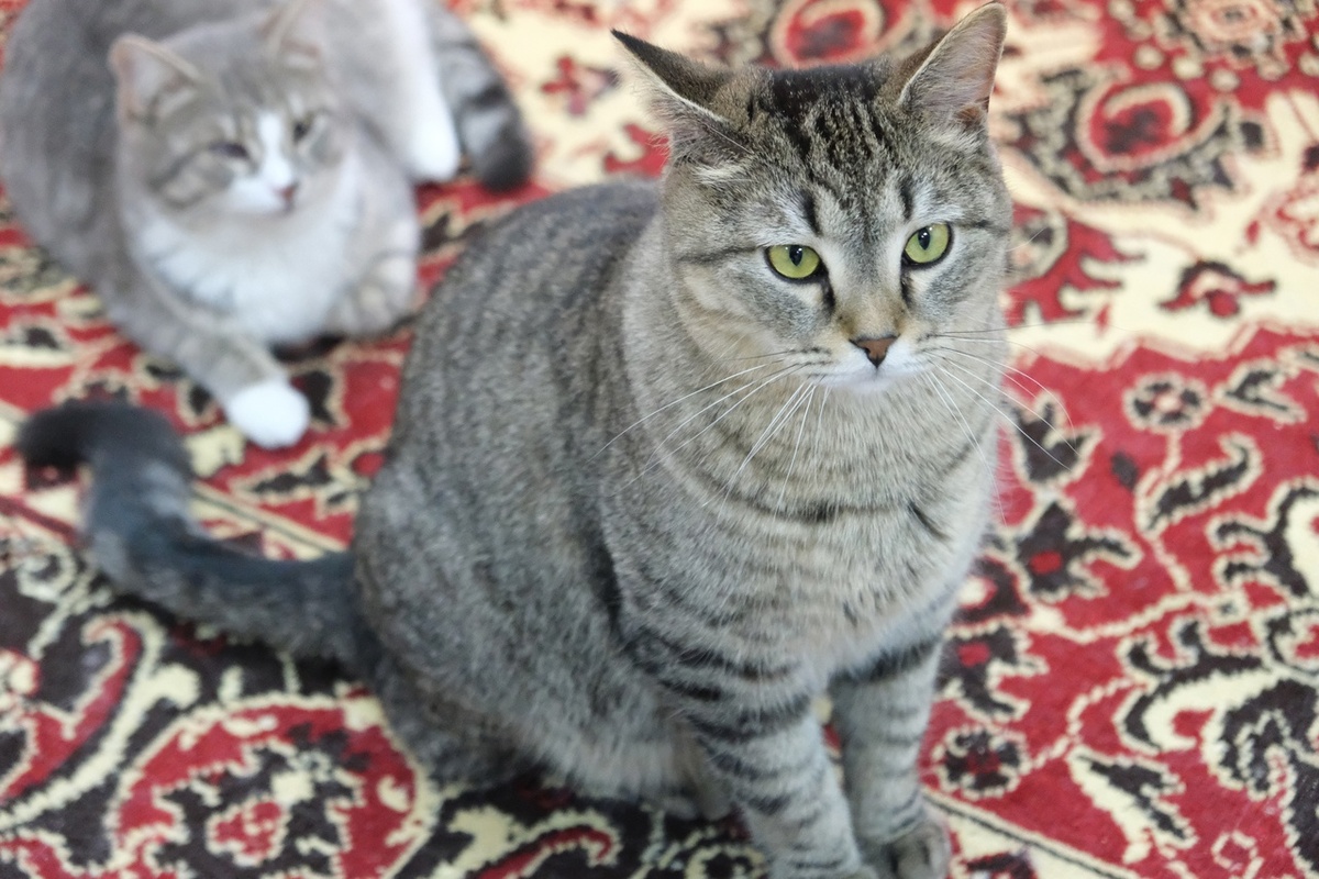 Крис еще в приюте