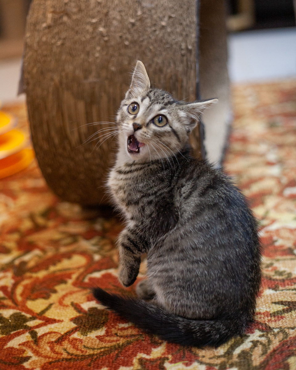 Крис совсем недавно приехал в приют