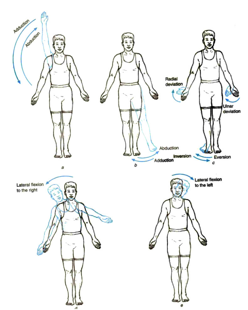 Движение во фронтальной плоскости вокруг сагиттальной оси