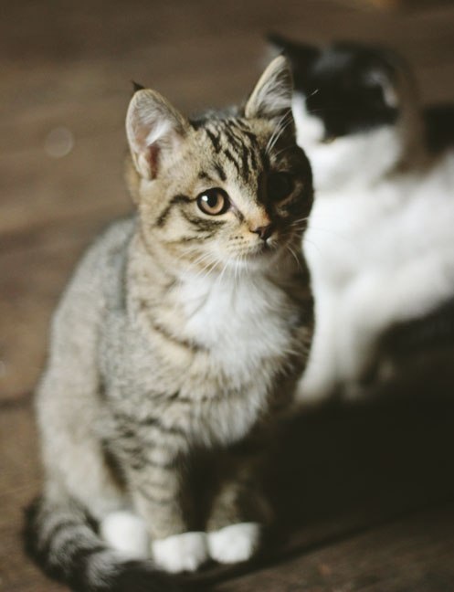 пыжик в январе, до того как я его забрала домой