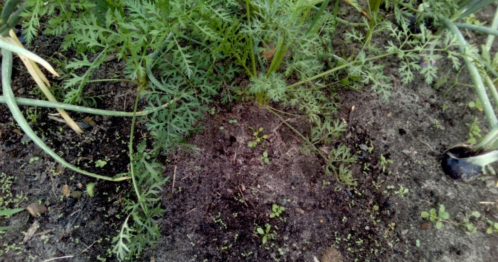 Морковь плохо всходит: что делать?