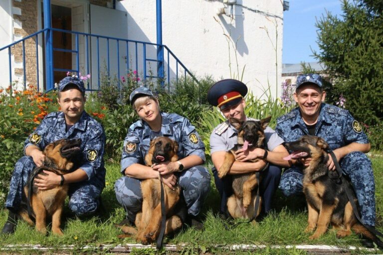   10 щенков немецкой овчарки скоро заступят на службу в оренбургском УФСИН Марина Шарт