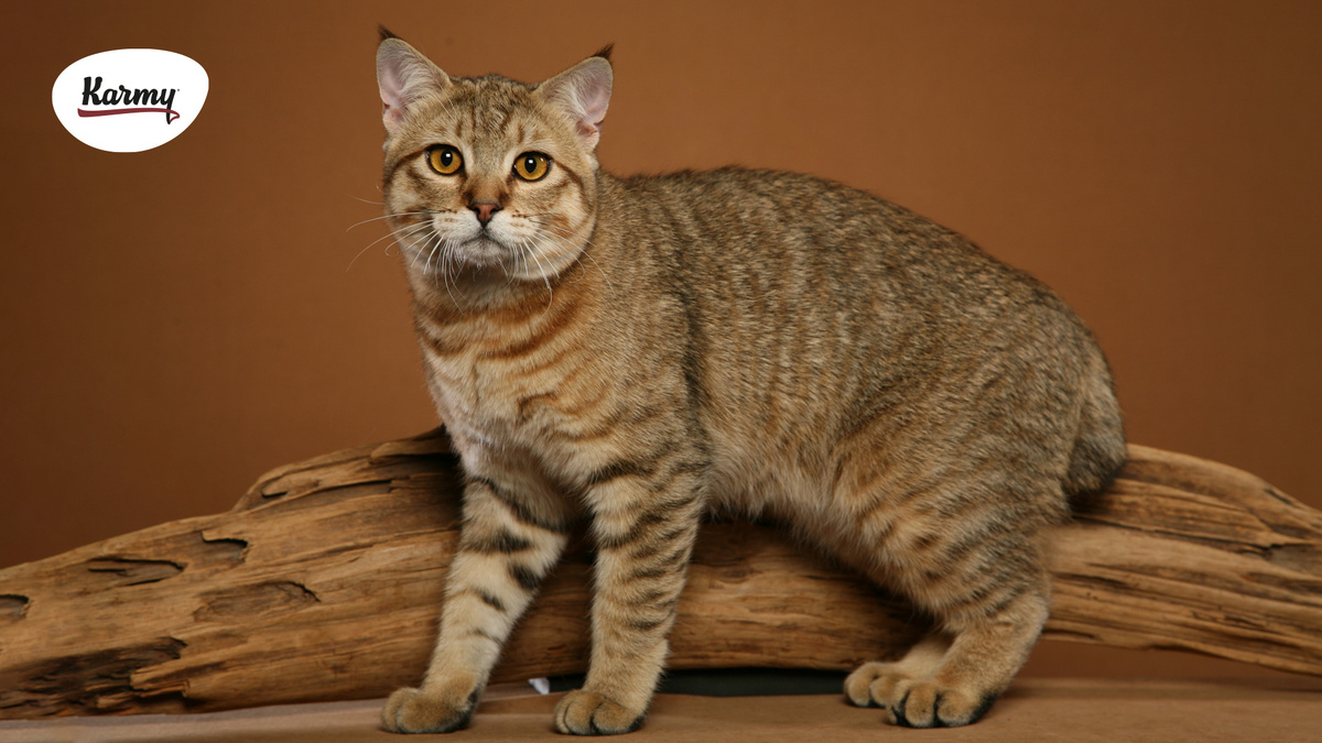 Авторское изображение с использованием картинки с сайта zastavki.com