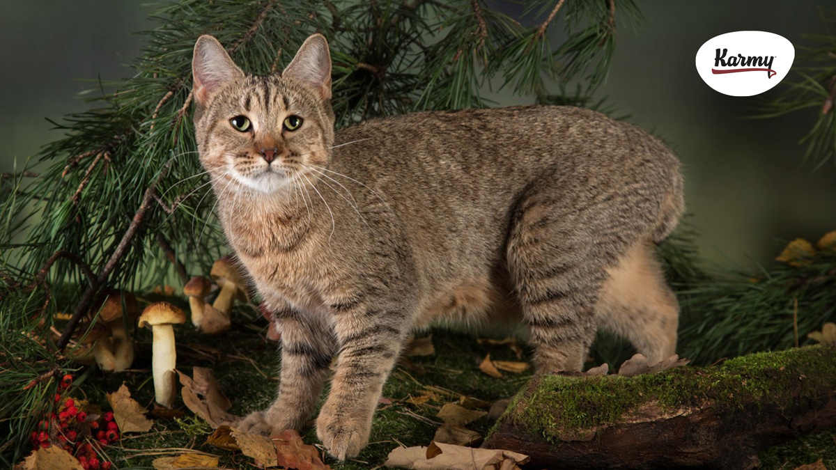 Авторское изображение с использованием картинки с сайта koshka.top