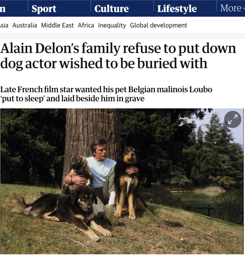    Ален Делон с некоторыми из своих предыдущих домашних собак в 1980-х годах. Скриншот: theguardian