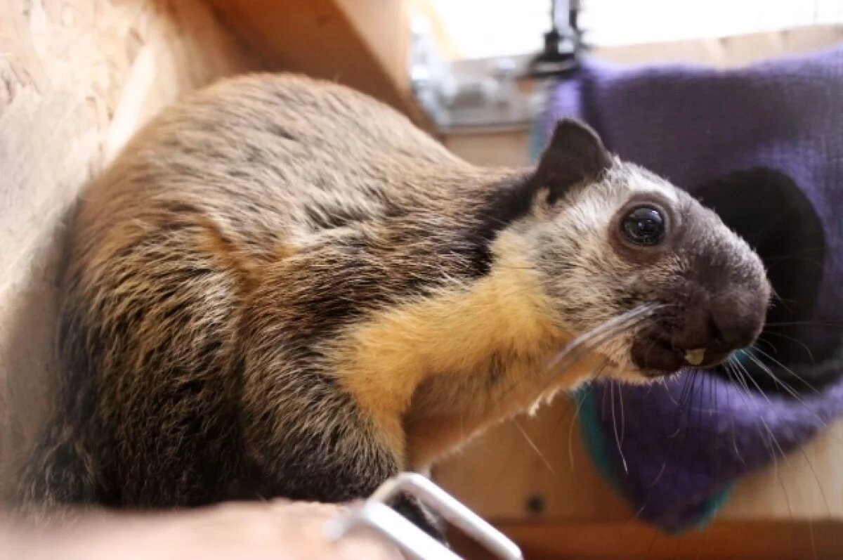    У индийских гигантских белок в нижегородском зоопарке родился детеныш