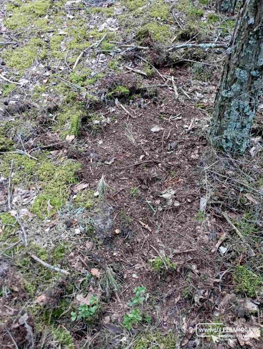 Грибник обратился к белорусам с мольбой не совершать "варварскую" ошибку