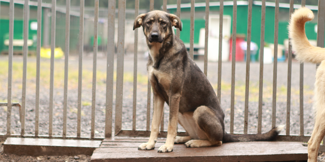 Собака эта не маленькая, живет в приюте, но так и остается до сих пор вечным ребенком