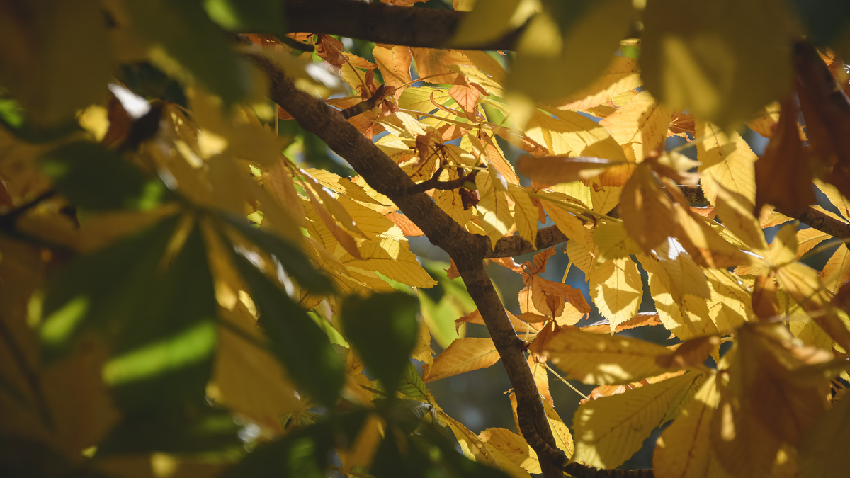 Какой будет в России погода осенью 2024 года, рассказали синоптики. Фото: 1MI